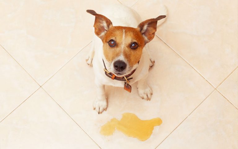 how-to-stop-your-dog-from-peeing-indoors-dogtoysnerd