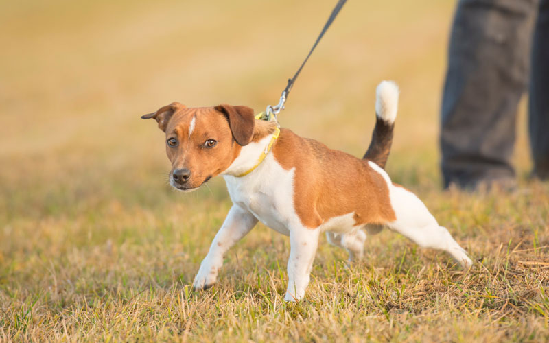 stop-dog-pulling-leash