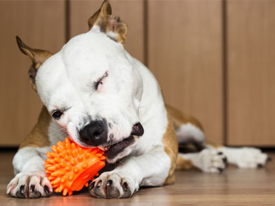 Use Chew Toys to Clean Your Dog’s Teeth