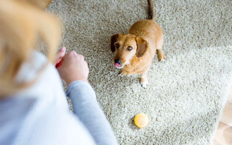 indoor-games-play-with-dog