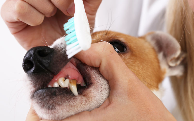 How To Keep Your Dog s Teeth Clean DogToysNerd