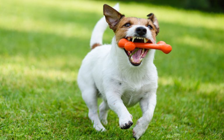 best toys for english bull terriers