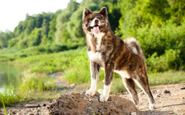 Akita Shepherd - Dog Breed Profile - DogToysNerd