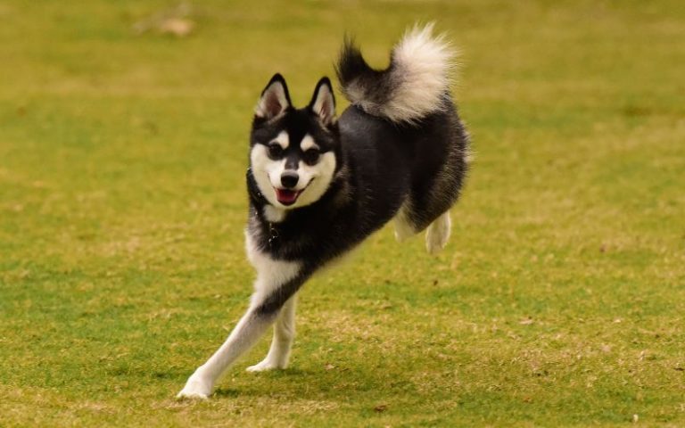 5 Best Dog Toys for Alaskan Klee Kai - DogToysNerd